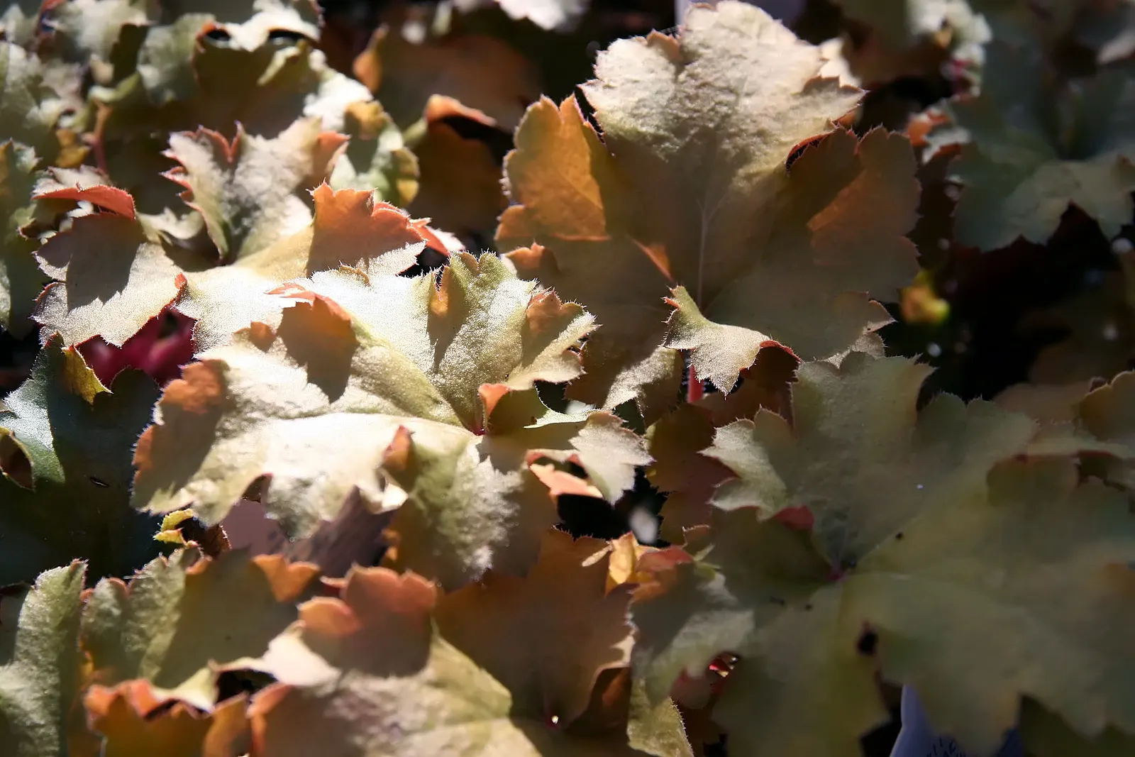 Amber Waves Heuchera (Heuchera 'Amber Waves') — Heuchera 'Amber Waves' offers evergreen, ruffled foliage in a unique amber hue with captivating waves