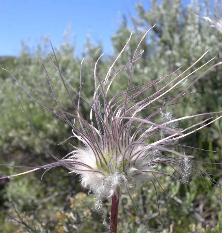 Leatherflower (Clematis Viorna) — and a structure to support its 6-10 feet climb