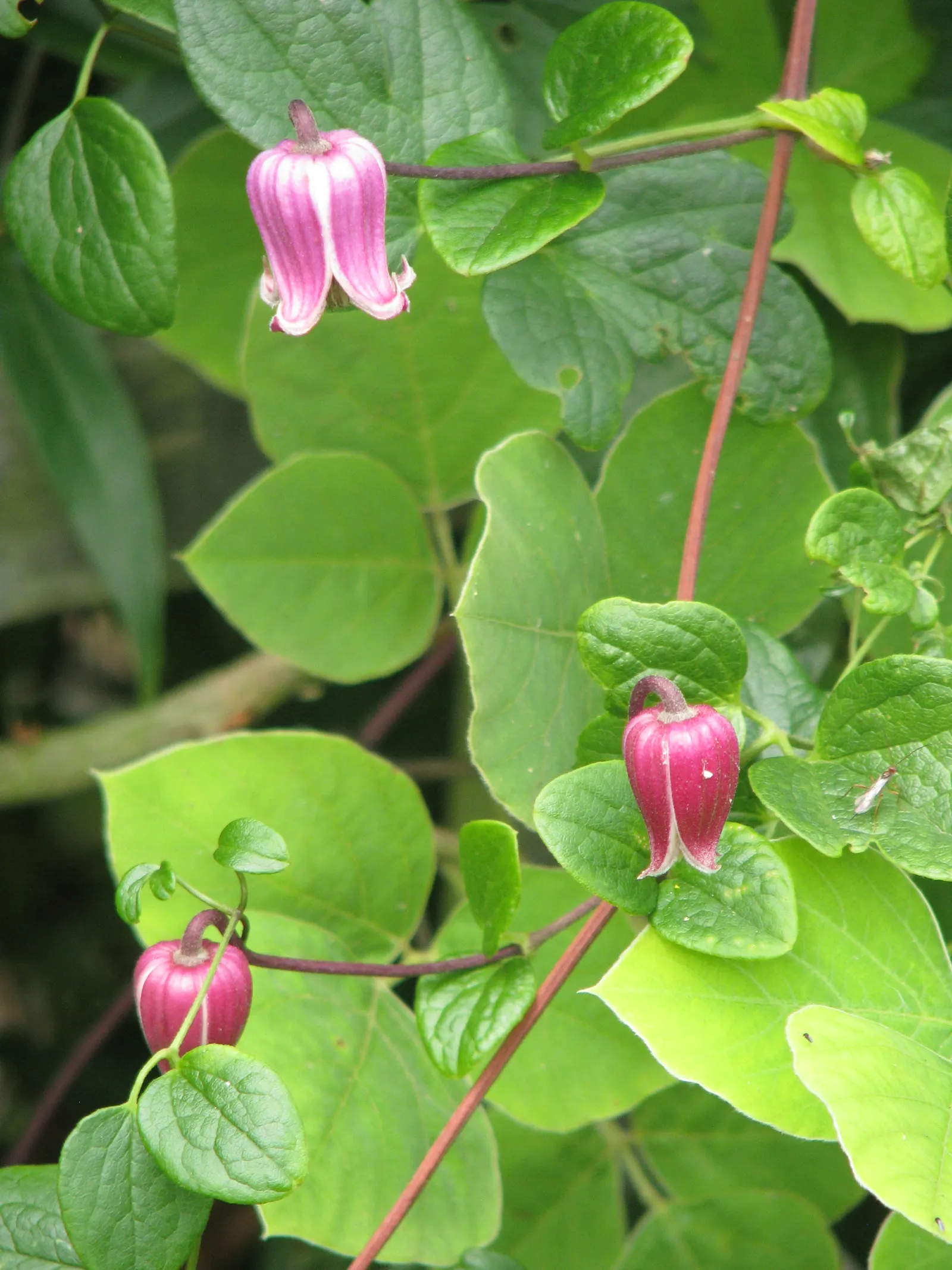 Leatherflower (Clematis Viorna) — Clematis viorna is well-suited for trellises; features captivating bell-shaped flowers with a leathery texture, image 135