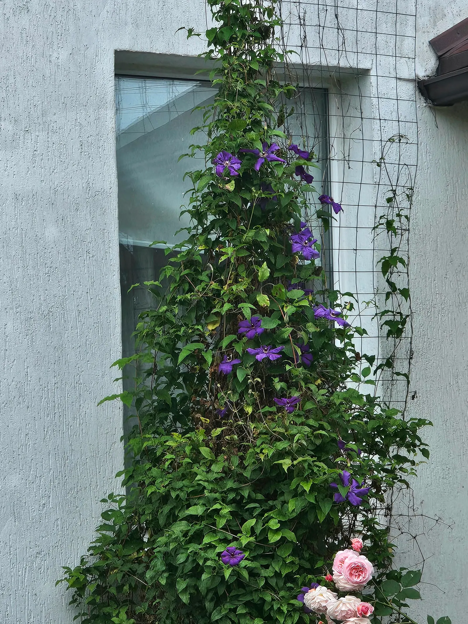 Leatherflower (Clematis Viorna) — This clematis is also less susceptible to clematis wilt, a common fungal issue, making it a robust choice; is a, image 142