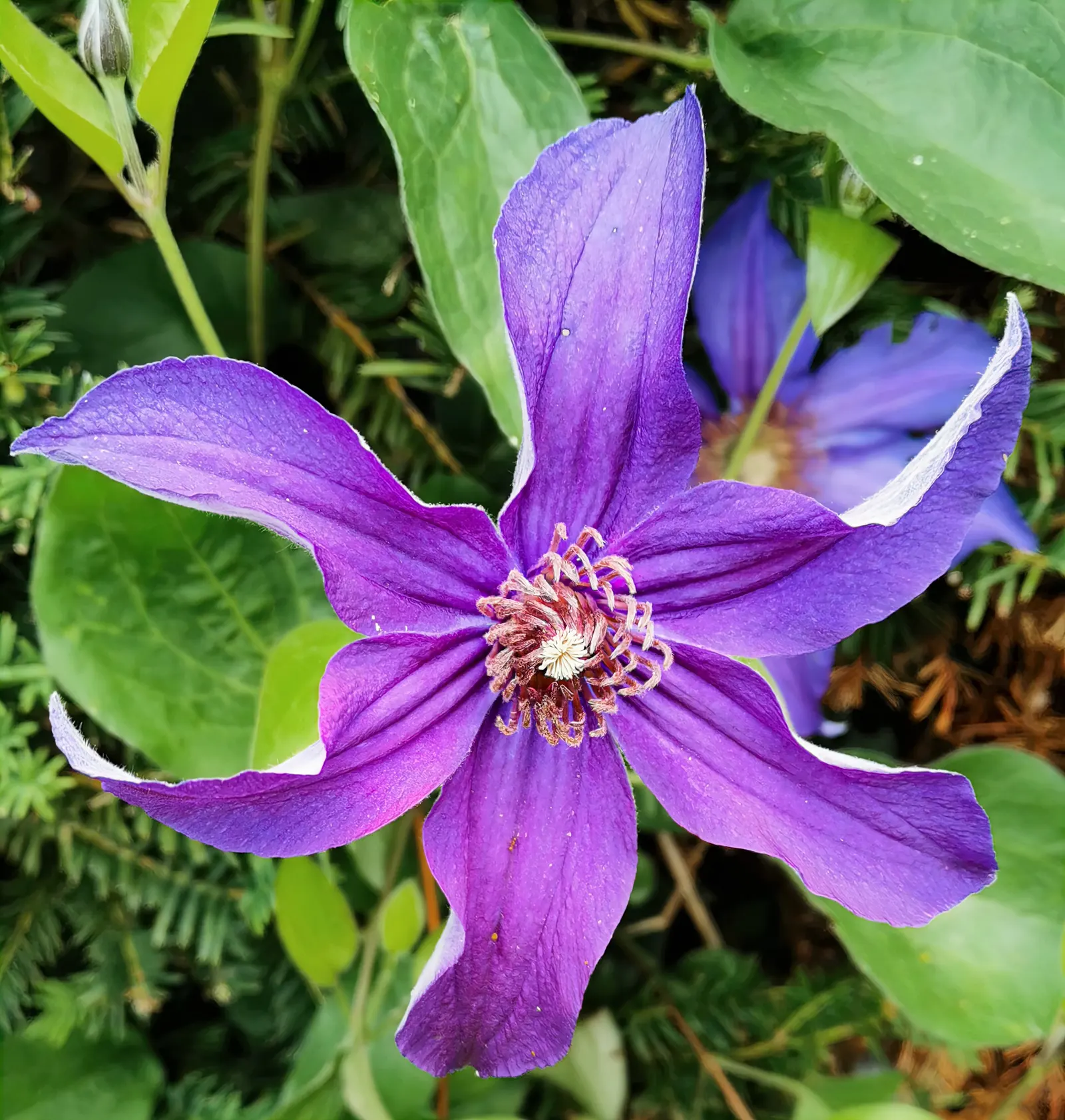 Leatherflower (Clematis Viorna) — making it an excellent choice for vertical interest; moist conditions and benefit from mulching or the shade of, image 136