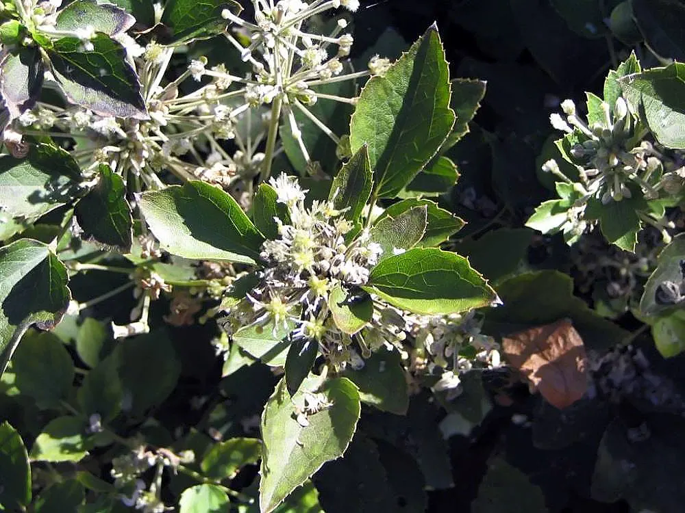 Leatherflower (Clematis Viorna) — Clematis viorna is well-suited for trellises; features captivating bell-shaped flowers with a leathery texture, image 75