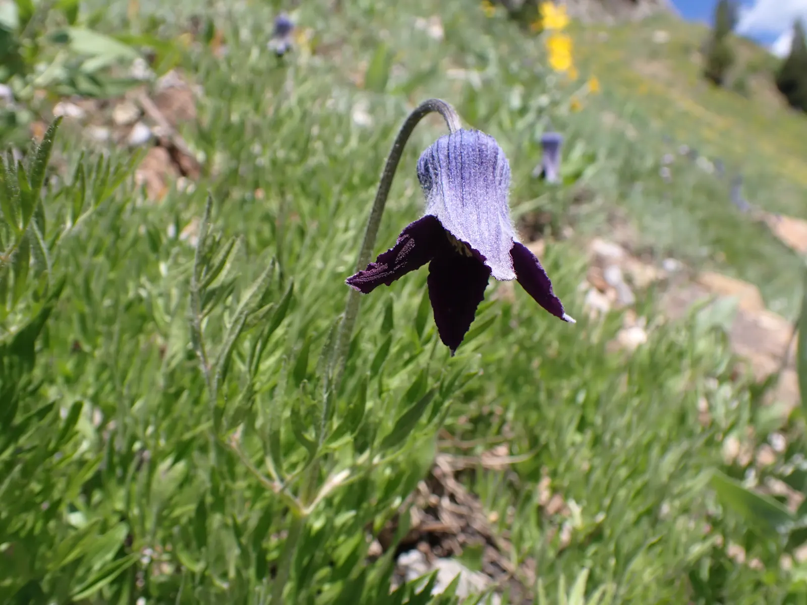 Leatherflower (Clematis Viorna) — and a structure to support its 6-10 feet climb; making it an excellent choice for vertical interest, image 67