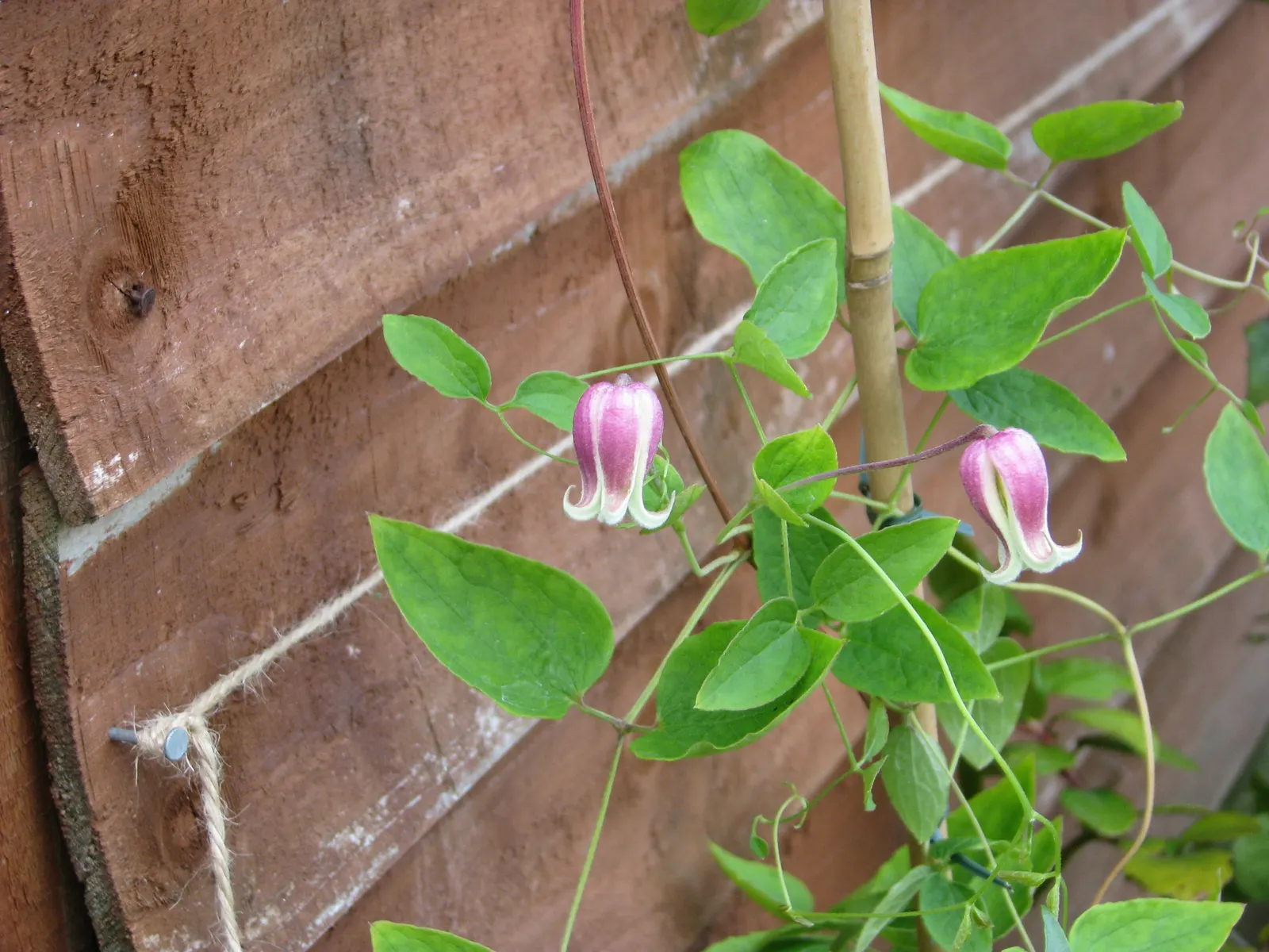 Leatherflower (Clematis Viorna) — offering both visual appeal and reliability; this North American native prefers well-drained soil, image 87