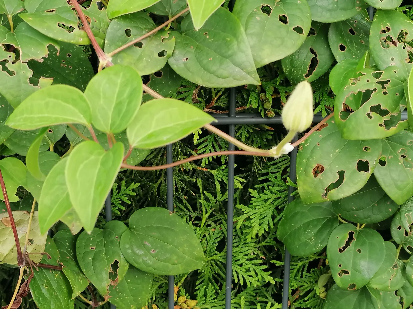 Leatherflower (Clematis Viorna) — vine with lavender and purple blooms
