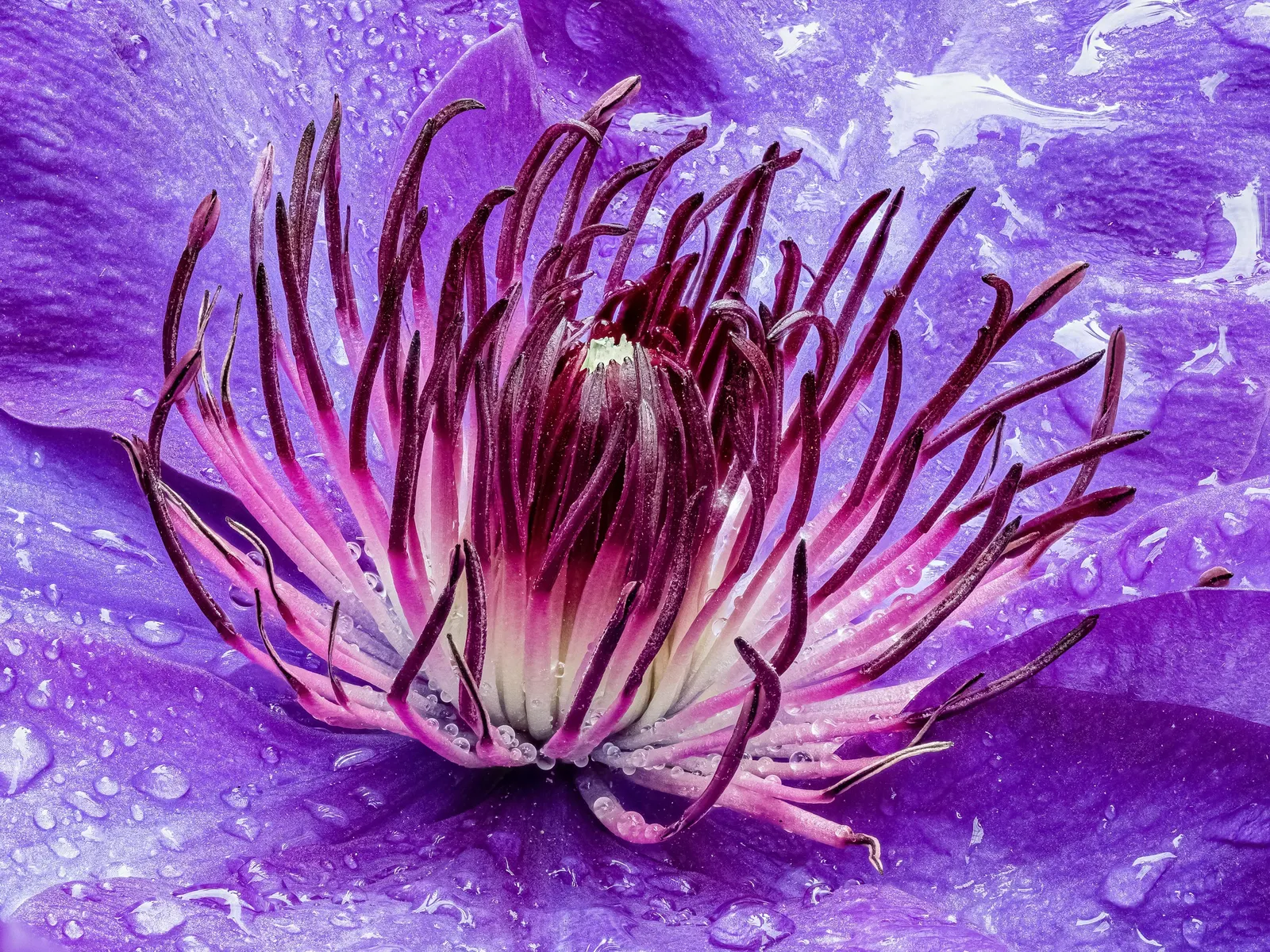 Leatherflower (Clematis Viorna) — is a climbing vine with urn-shaped; reaching a length of 3-6 inches, image 61
