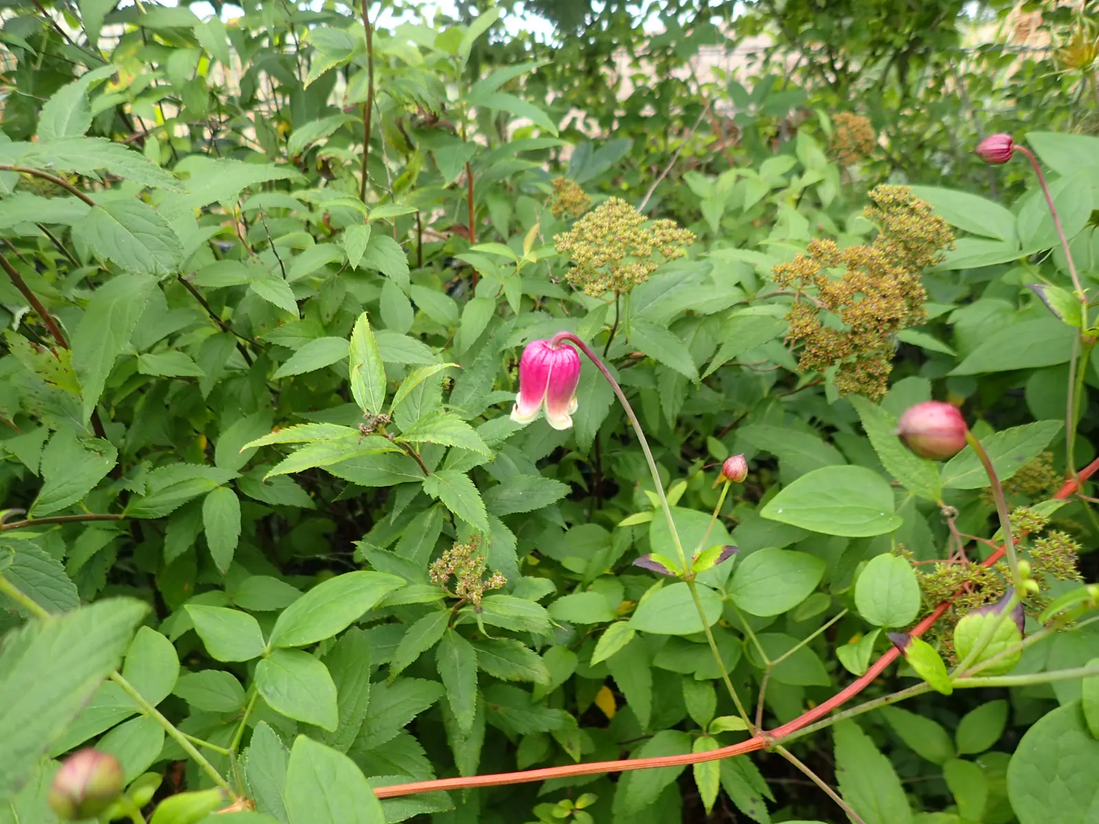 Leatherflower (Clematis Viorna) — is an elegant addition to any landscape design; vine for full or half