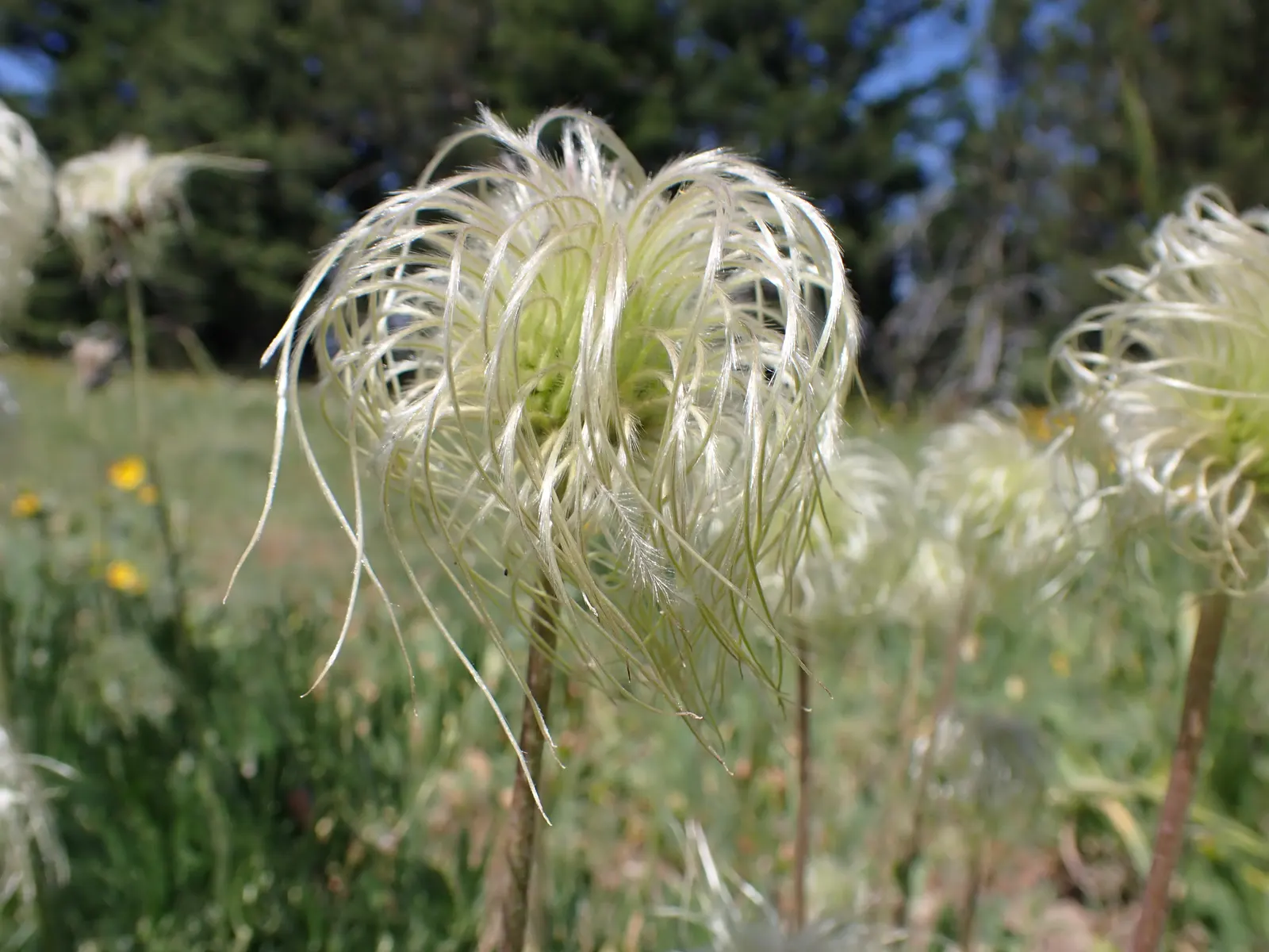 Leatherflower (Clematis Viorna) — and a structure to support its 6-10 feet climb; making it an excellent choice for vertical interest, image 127