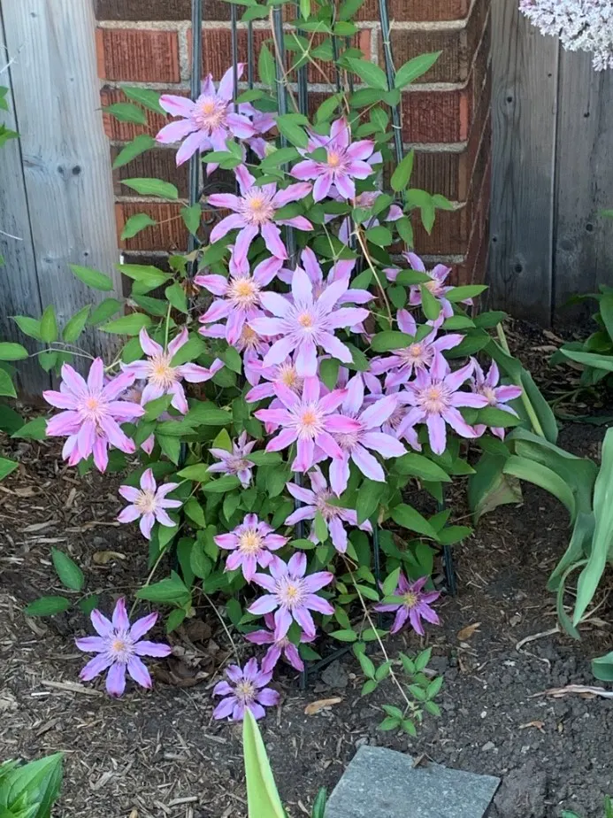 Leatherflower (Clematis Viorna) — with an equally appealing silvery seed heads post-bloom; leather-textured blossoms in colors ranging from pink to, image 95