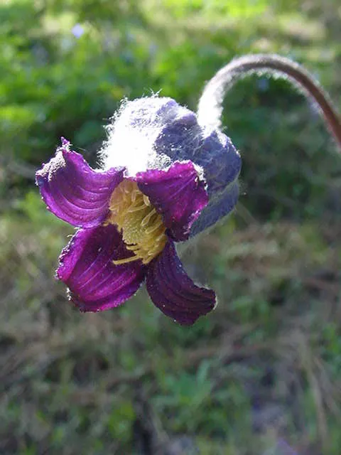 Leatherflower (Clematis Viorna) — It prefers a sunny to partly shaded location with well-draining soil, thriving in USDA zones 4 through 9; its low, image 77