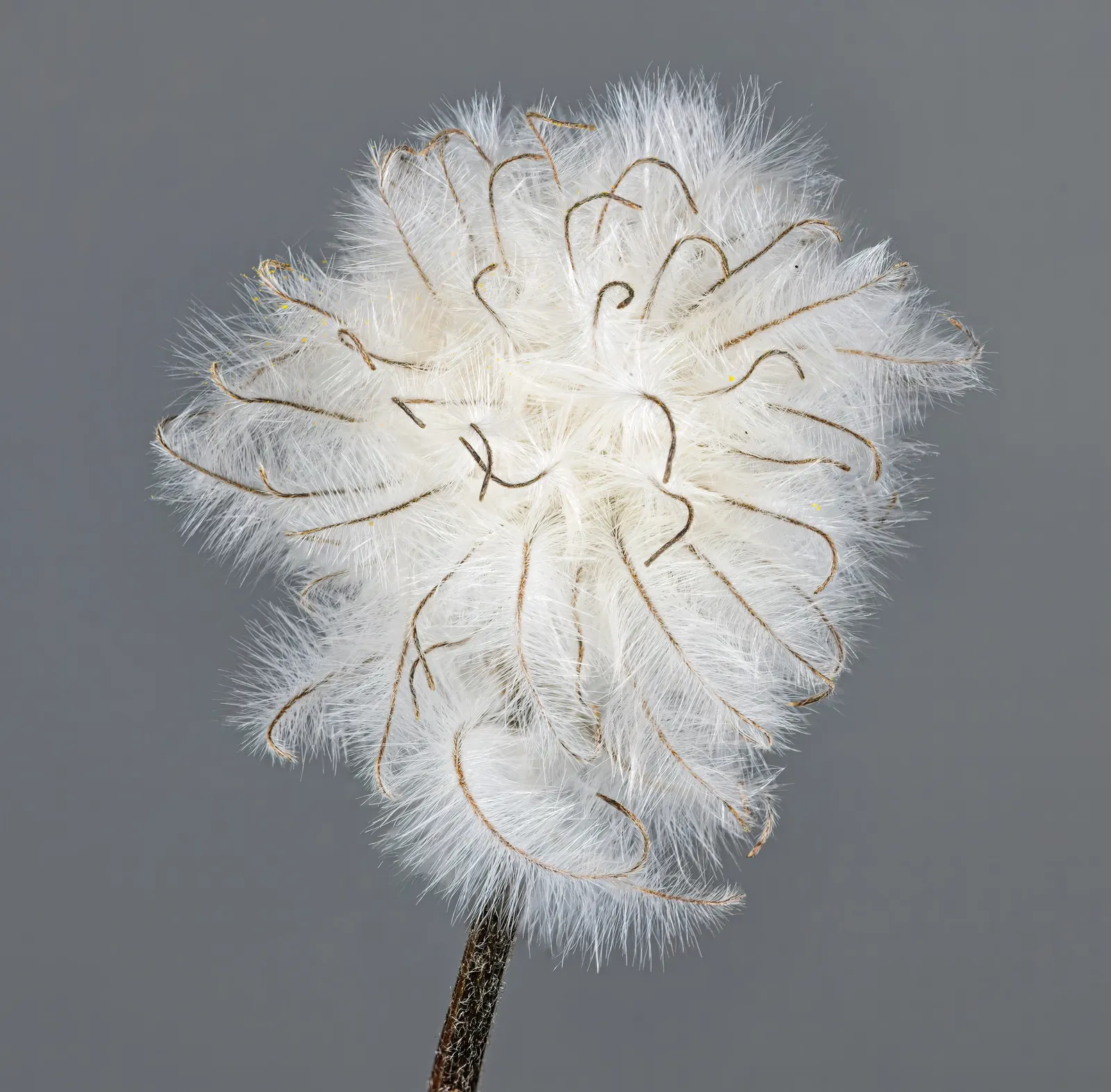 Leatherflower (Clematis Viorna) — is a climbing vine with urn-shaped; reaching a length of 3-6 inches, image 151