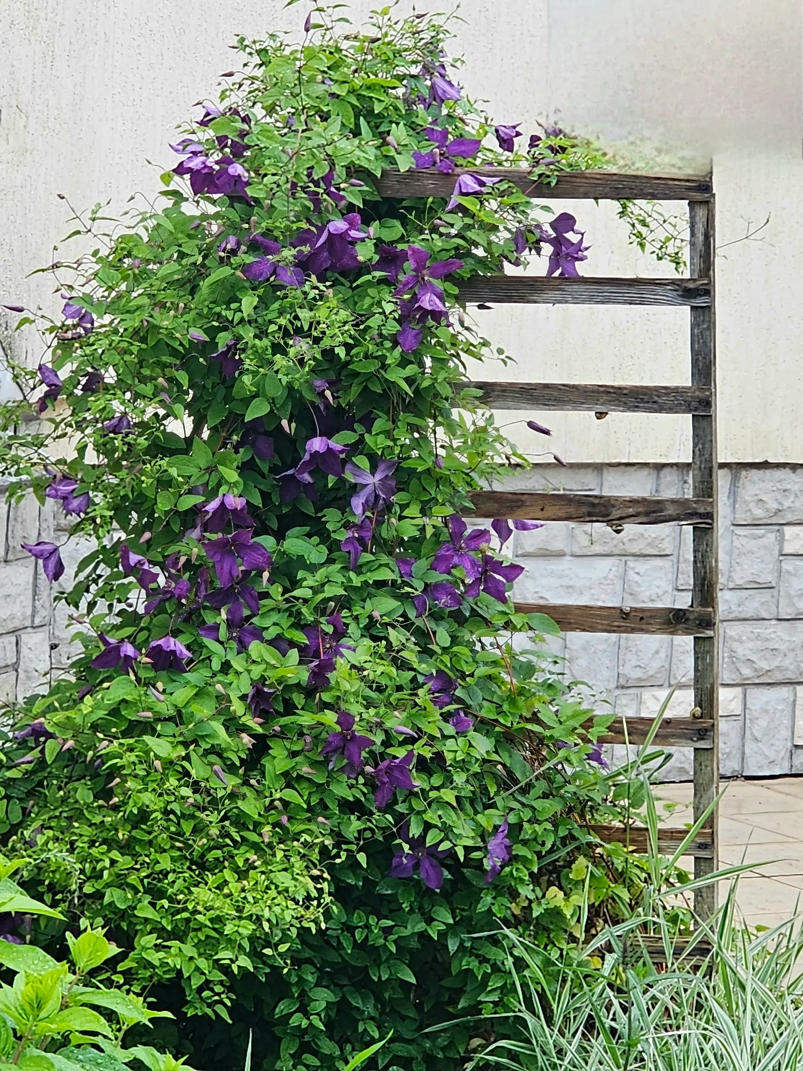 Leatherflower (Clematis Viorna) — the flowers bloom from late spring to early fall; with an equally appealing silvery seed heads post-bloom, image 74