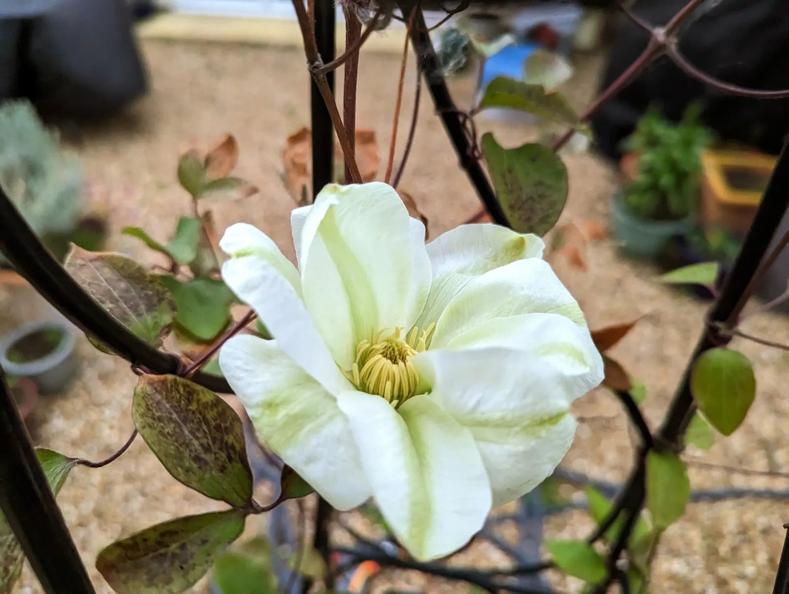 Leatherflower (Clematis Viorna) — Flowers bloom from late spring to early fall; its roots appreciate cool, image 123
