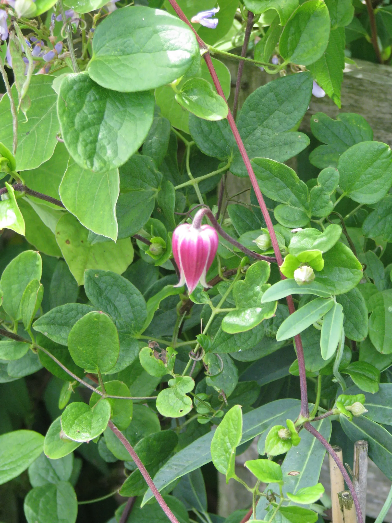 Leatherflower (Clematis Viorna) — Leatherflower maintains its shape and vigor