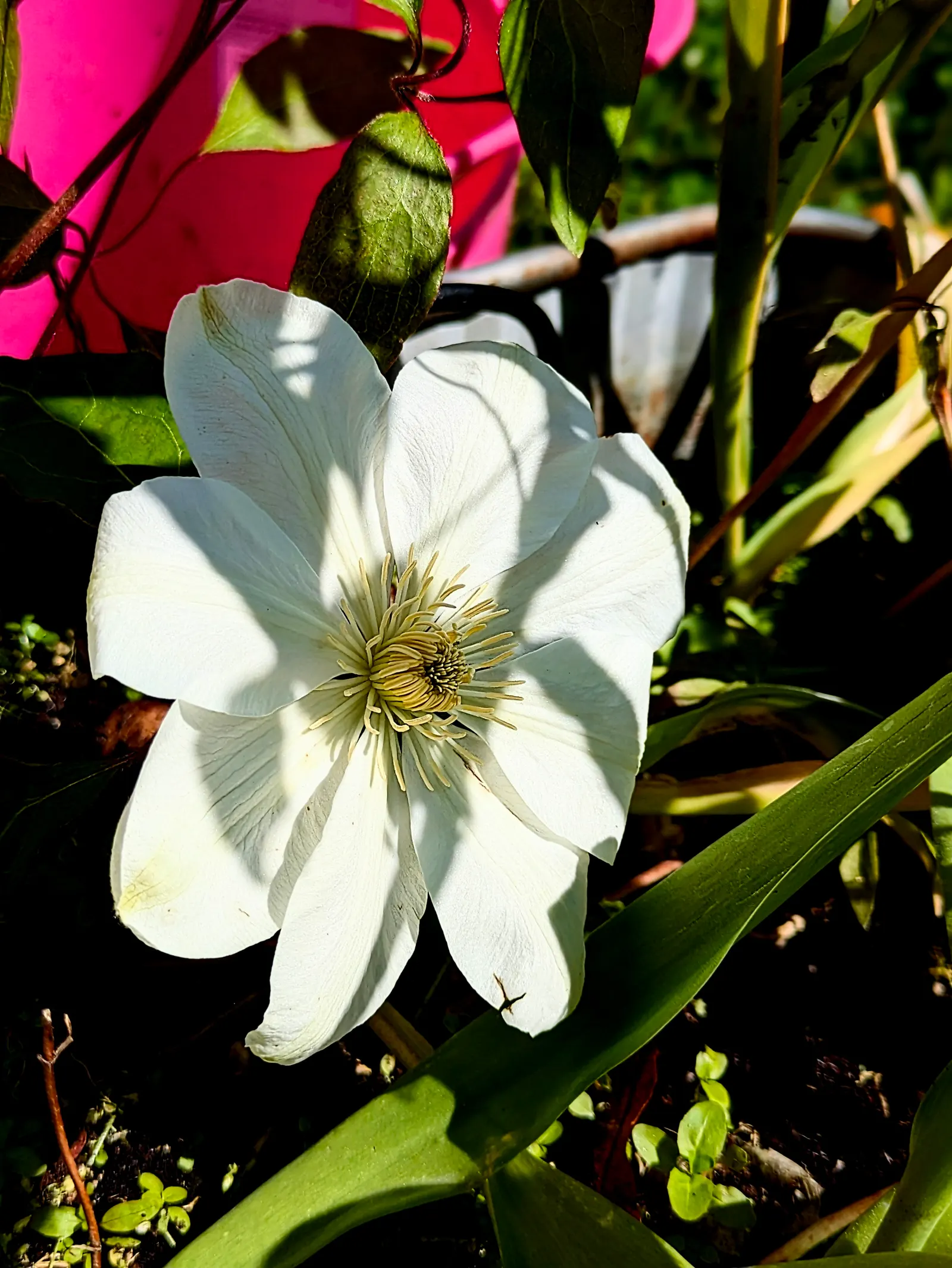Leatherflower (Clematis Viorna) — lavender and purple flowers in the garden; displaying a rich range of colors from a creamy yellow to deep purples, image 118