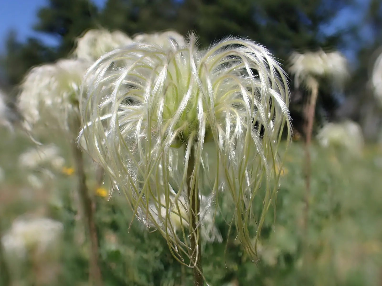 Leatherflower (Clematis Viorna) — lavender and purple flowers in the garden