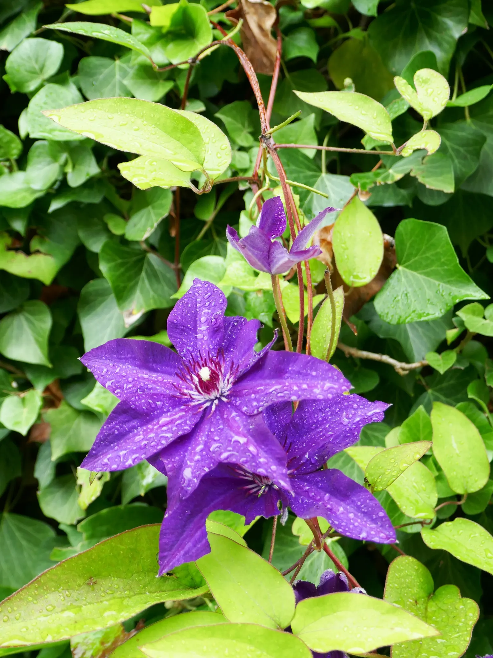 Leatherflower (Clematis Viorna) — native to Eastern North America; the flowers bloom from late spring to early fall, image 131