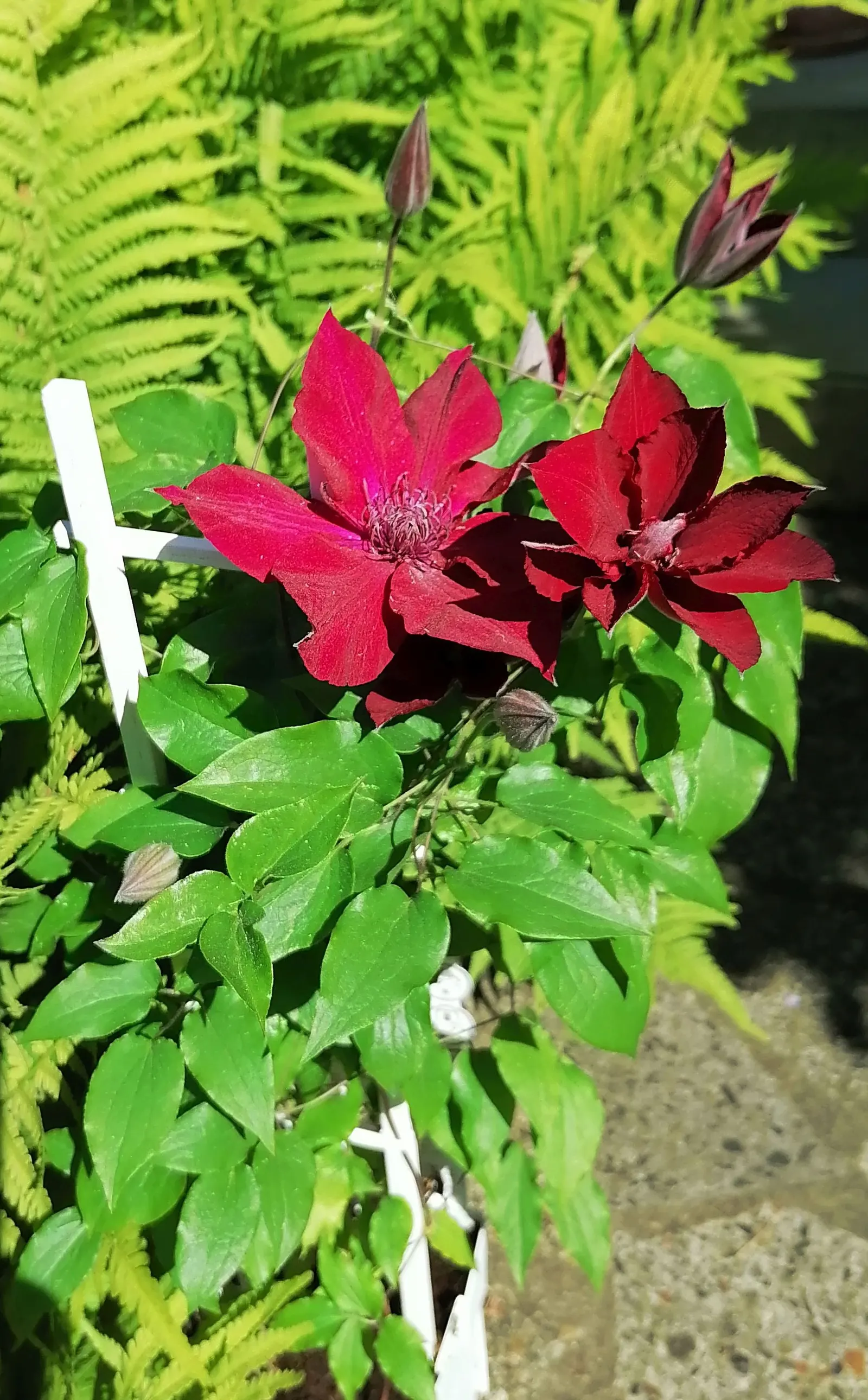 Leatherflower (Clematis Viorna) — This North American native prefers well-drained soil; is an elegant addition to any landscape design