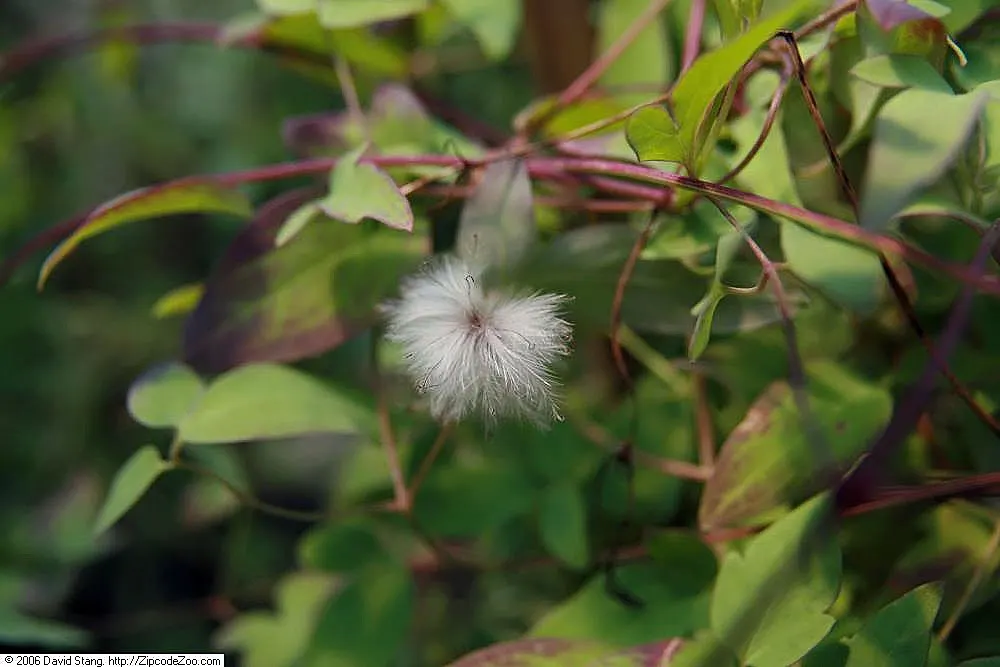 Leatherflower (Clematis Viorna) — lending texture to the winter landscape; clematis viorna is well-suited for trellises, image 84