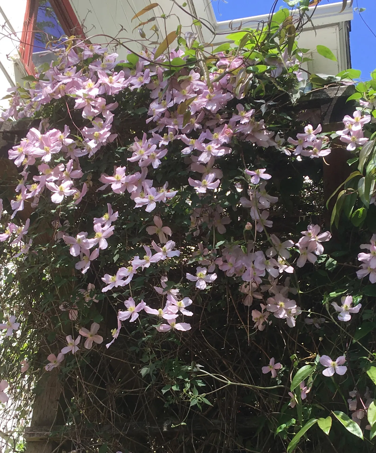 Leatherflower (Clematis Viorna) — is a climbing vine with urn-shaped; reaching a length of 3-6 inches