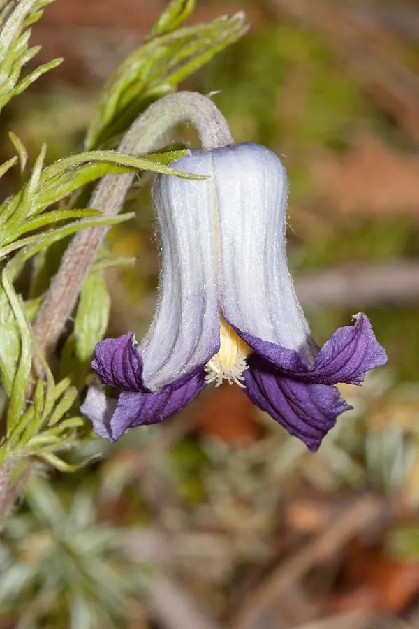 Leatherflower (Clematis Viorna) — native to Eastern North America; the flowers bloom from late spring to early fall, image 101