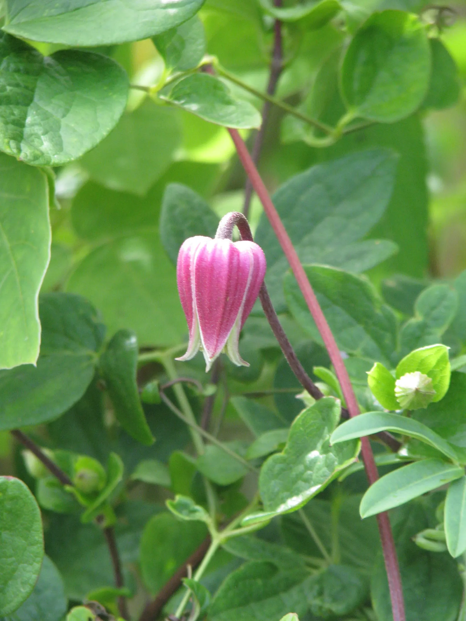Leatherflower (Clematis Viorna) — its low maintenance and resilient nature make it an alluring prospect for any client's garden