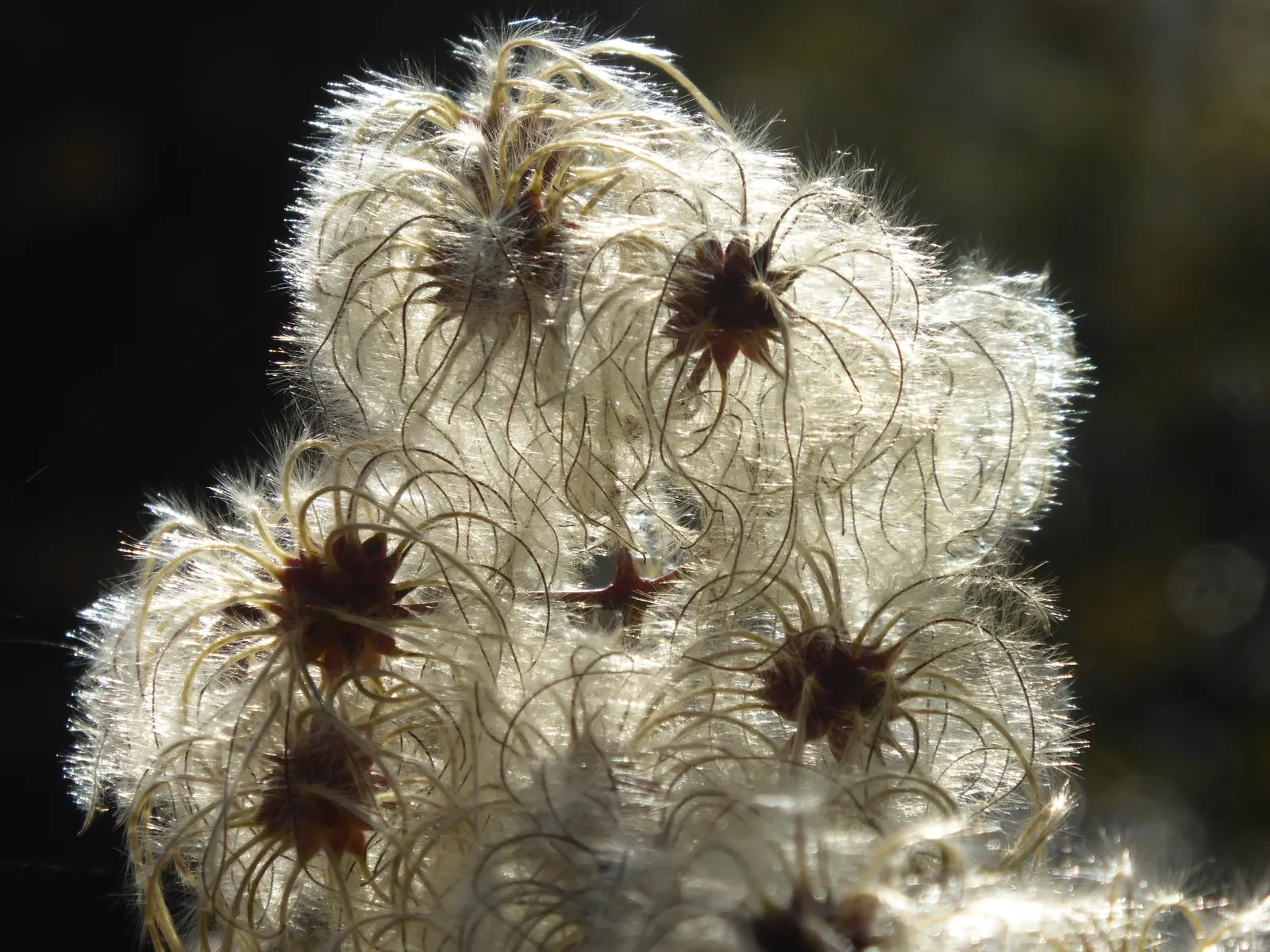 Leatherflower (Clematis Viorna) — leather-textured blossoms in colors ranging from pink to deep purple; native to Eastern North America, image 92