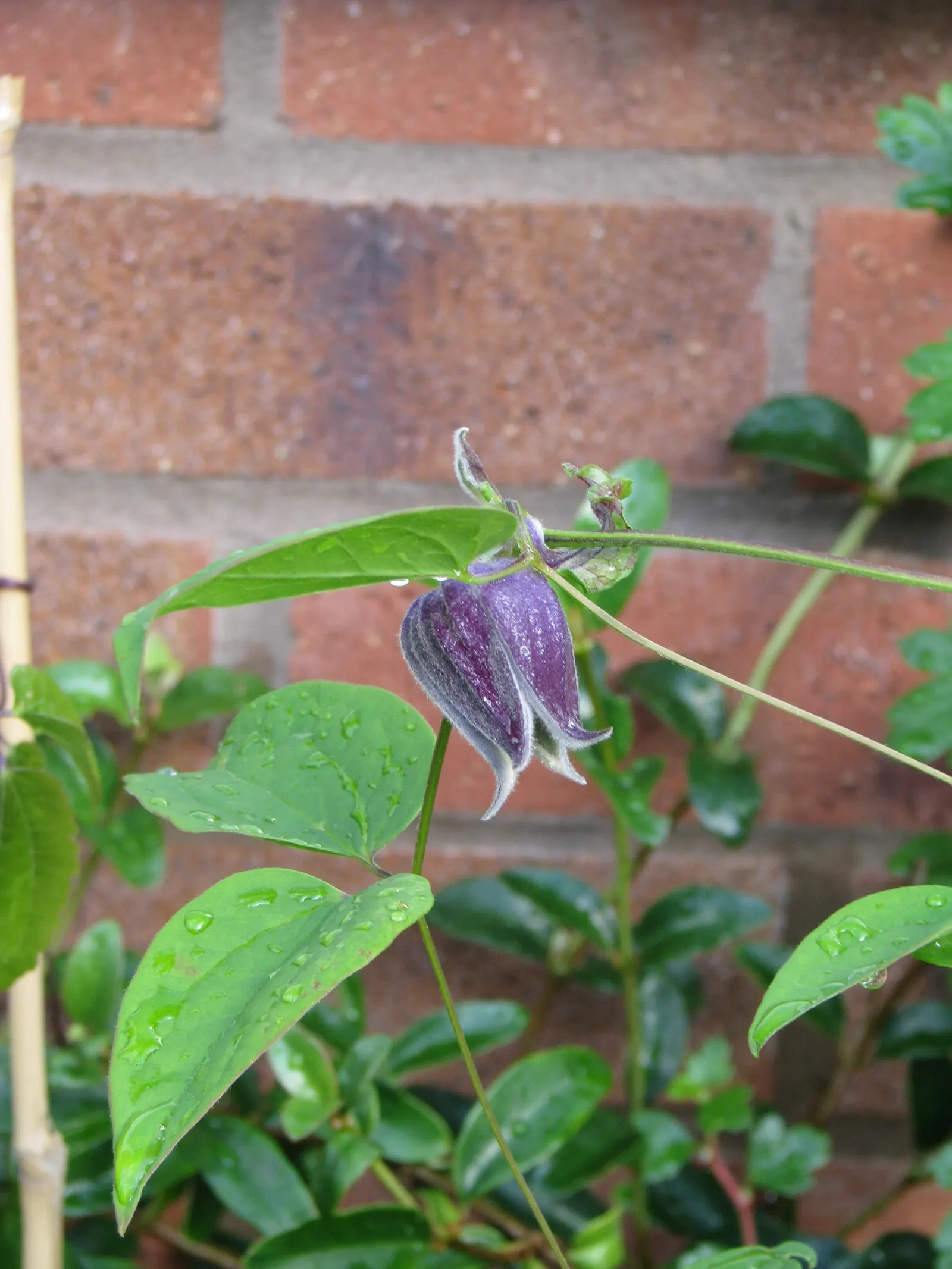 Leatherflower (Clematis Viorna) — leather-textured blossoms in colors ranging from pink to deep purple; native to Eastern North America, image 62