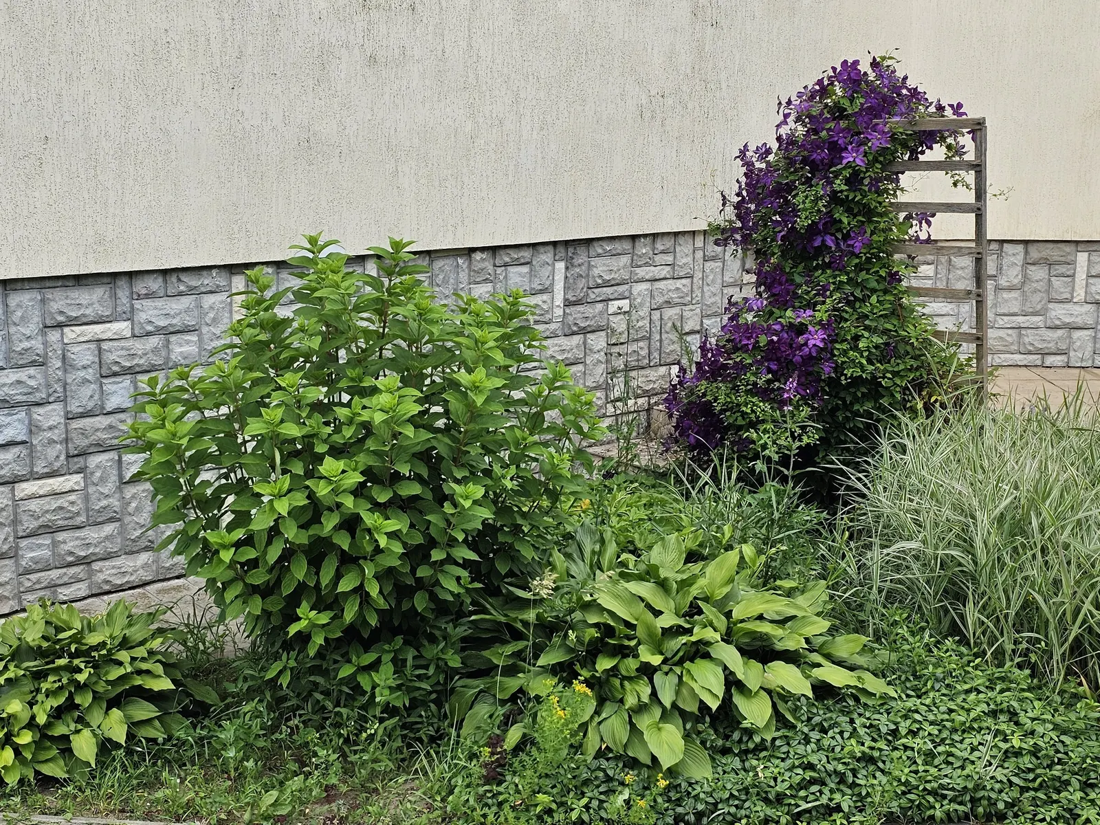 Leatherflower (Clematis Viorna) — Flowers bloom from late spring to early fall; its roots appreciate cool, image 153
