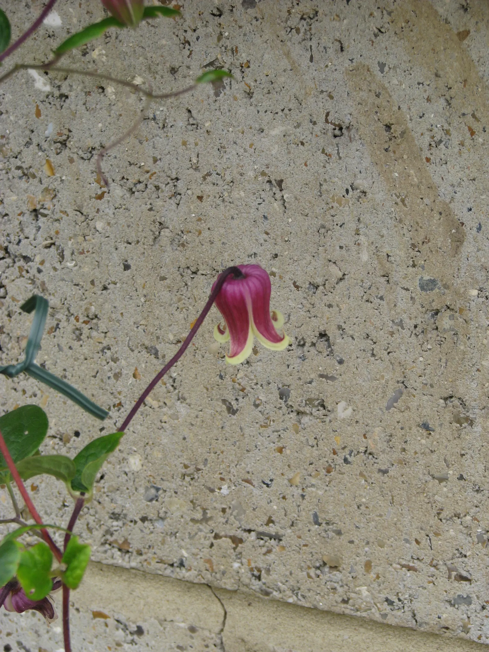 Leatherflower (Clematis Viorna) — is an elegant addition to any landscape design; vine for full or half, image 99