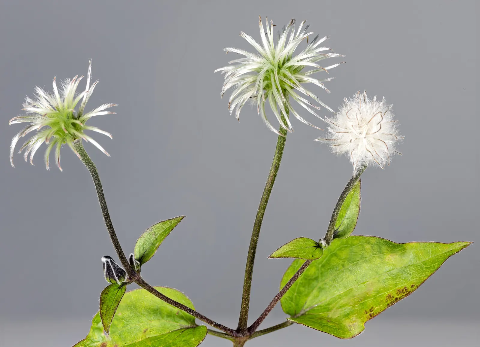 Leatherflower (Clematis Viorna) — offering a unique mix of beauty and hardiness; and a structure to support its 6-10 feet climb, image 160