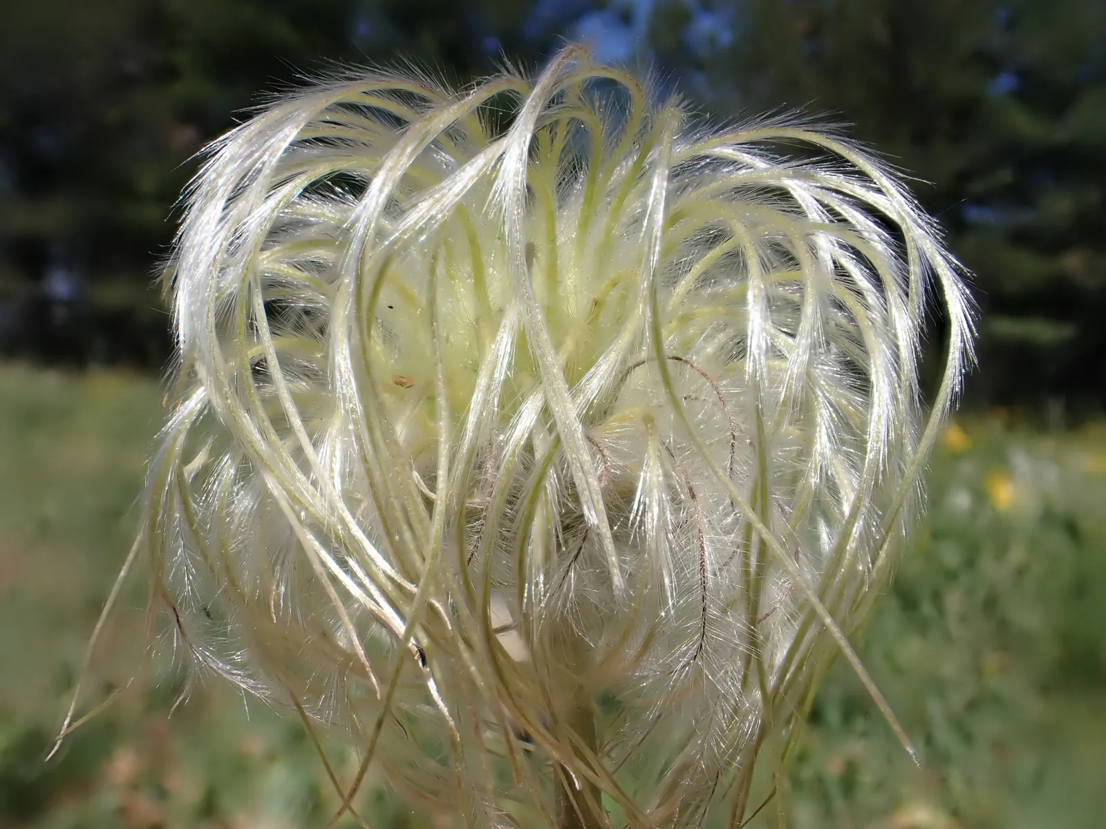Leatherflower (Clematis Viorna) — reaching a length of 3-6 inches; when integrating Leatherflower into your designs, image 94
