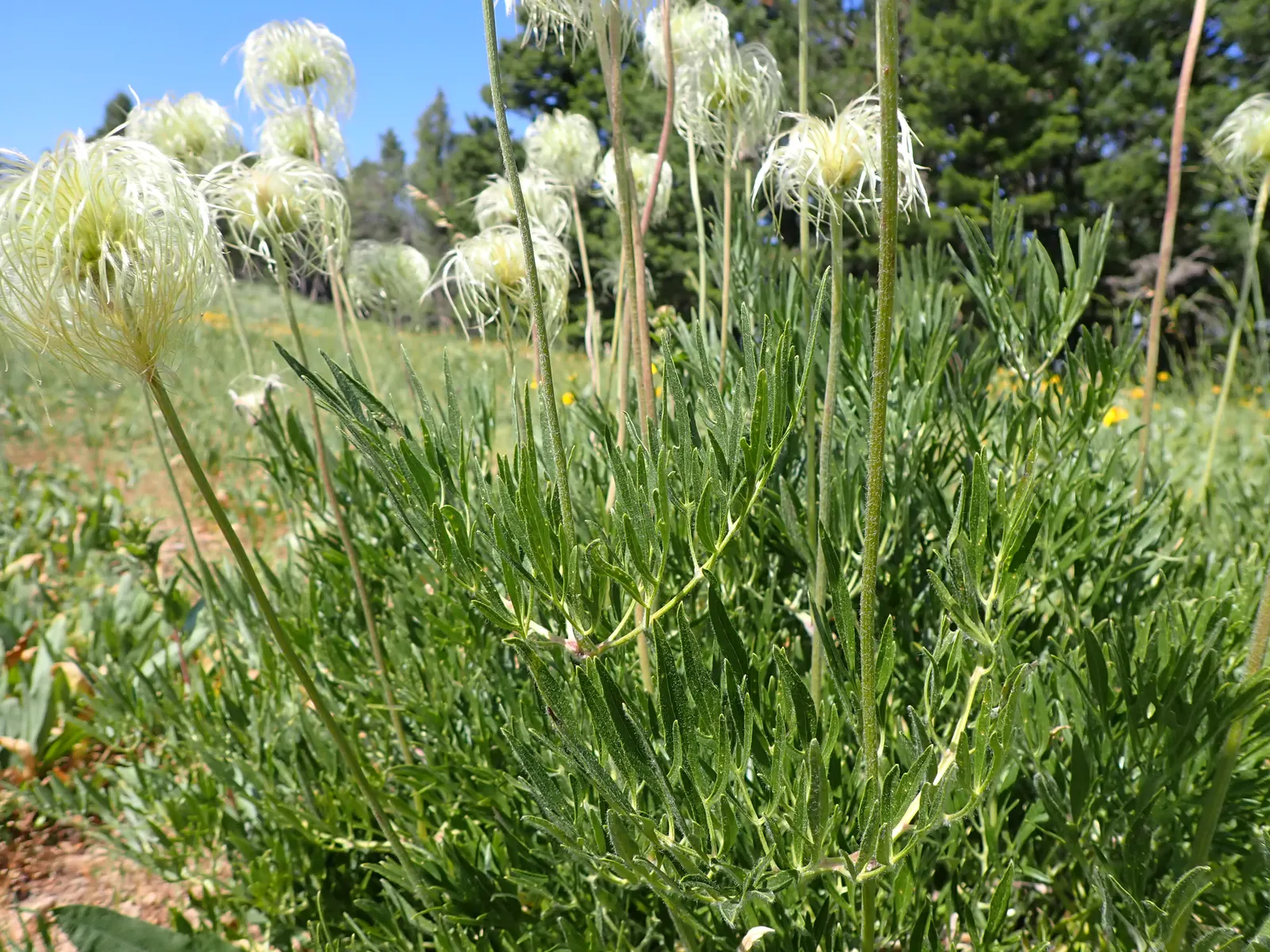 Leatherflower (Clematis Viorna) — moist conditions and benefit from mulching or the shade of low-growing companion plants; offering a unique mix of, image 139