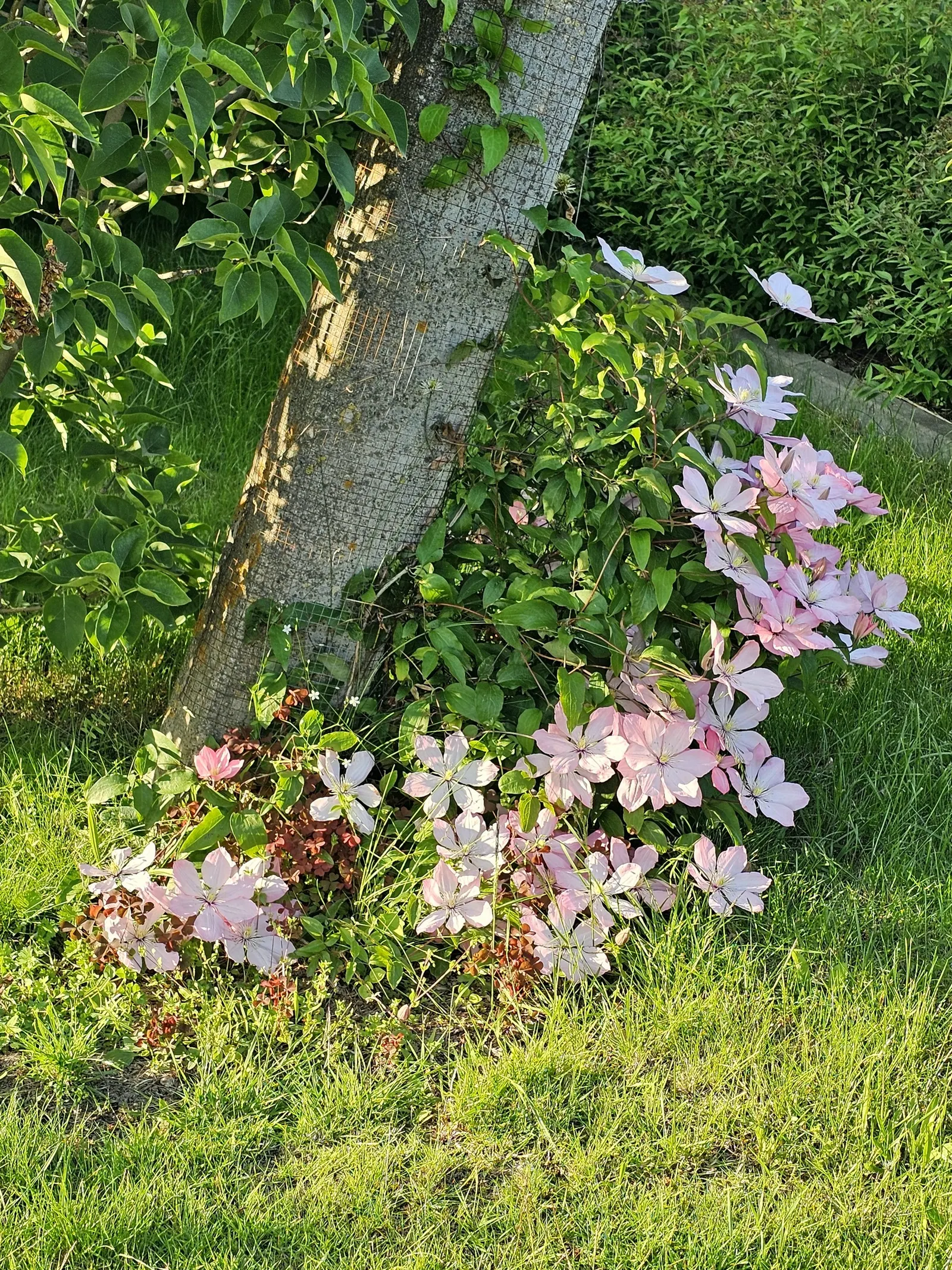 Leatherflower (Clematis Viorna) — features captivating bell-shaped flowers with a leathery texture