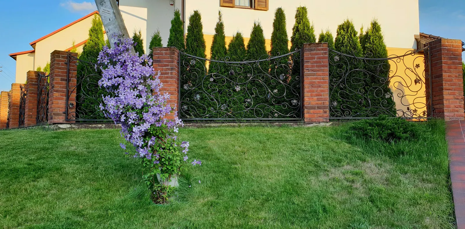 Leatherflower (Clematis Viorna) — its low maintenance and resilient nature make it an alluring prospect for any client's garden; vine with lavender, image 86