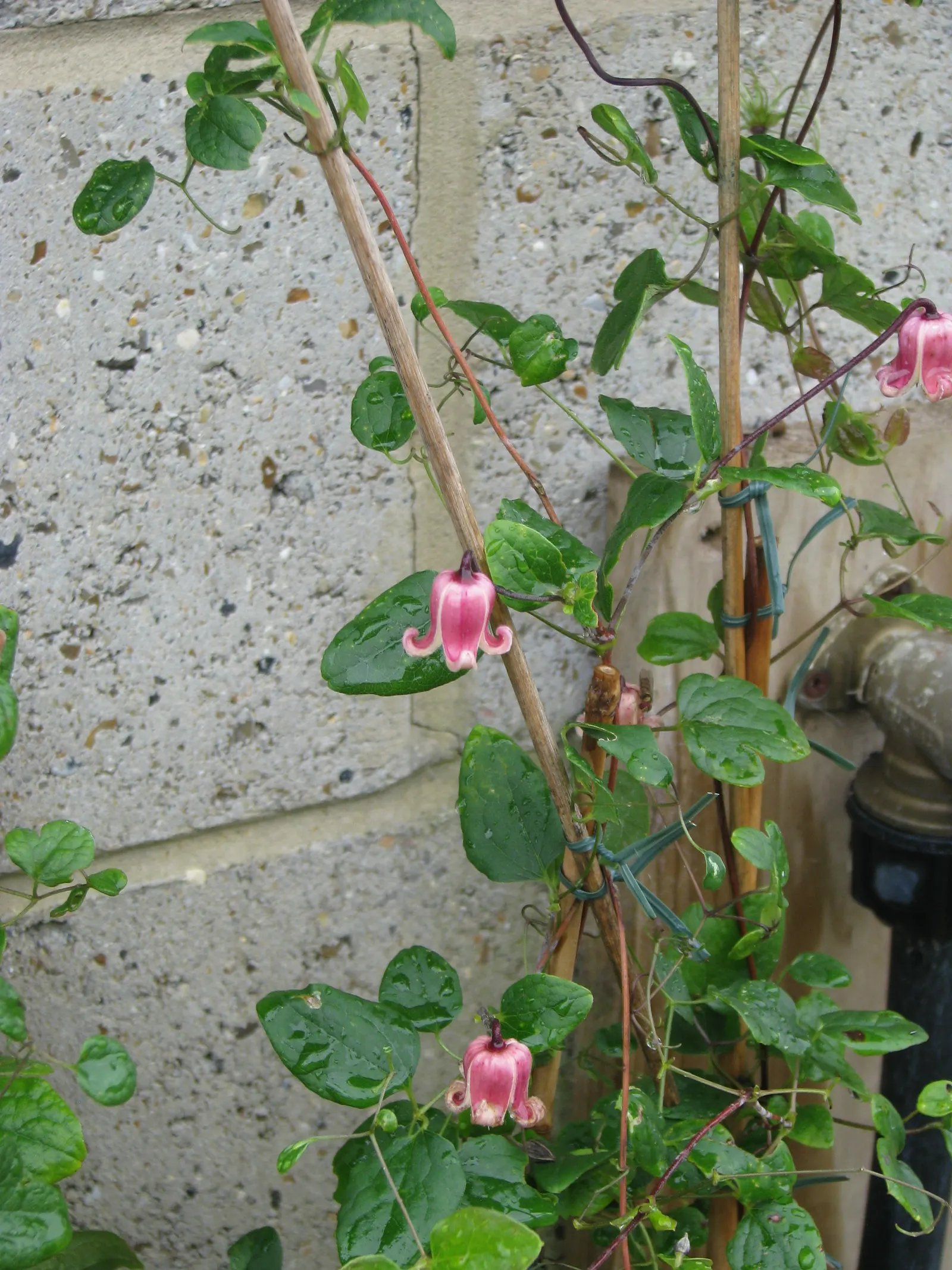 Leatherflower (Clematis Viorna) — The seed heads that follow the blooms offer additional ornamental value; hardy, it's a stunning addition for, image 113
