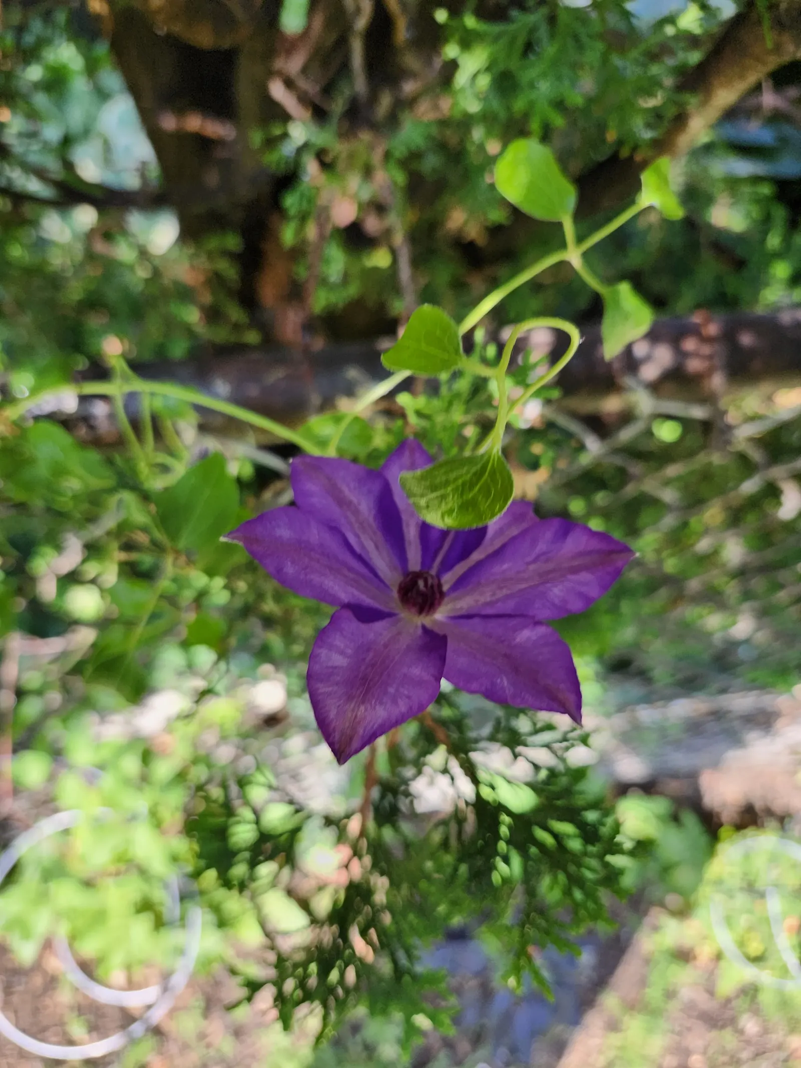 Leatherflower (Clematis Viorna) — vine for full or half; offering both visual appeal and reliability, image 150