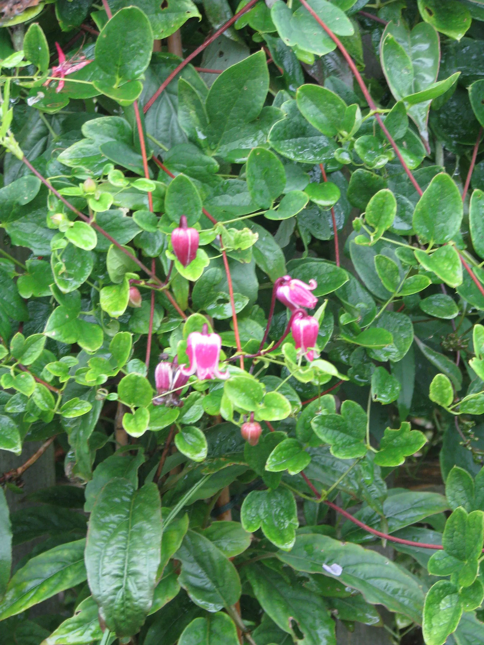 Leatherflower (Clematis Viorna) — Clematis viorna is well-suited for trellises; features captivating bell-shaped flowers with a leathery texture, image 105