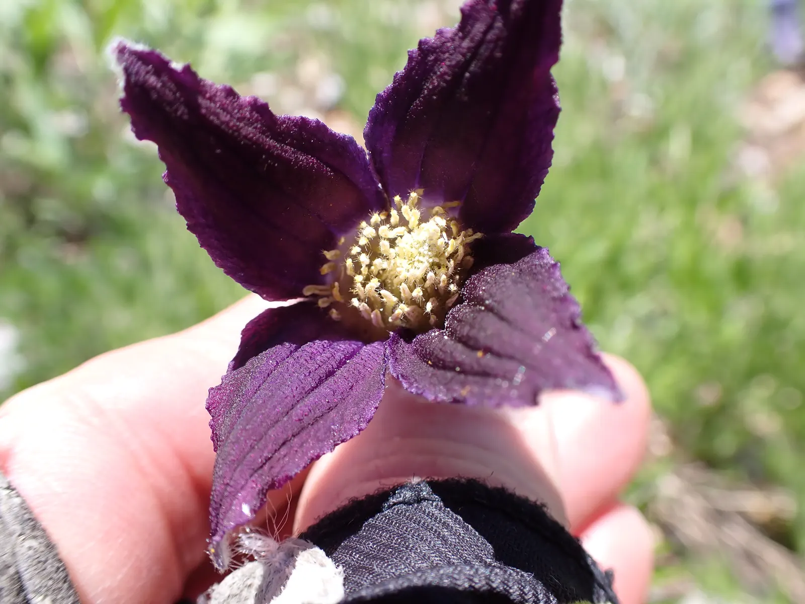 Leatherflower (Clematis Viorna) — When integrating Leatherflower into your designs; this clematis is also less susceptible to clematis wilt, a common fungal