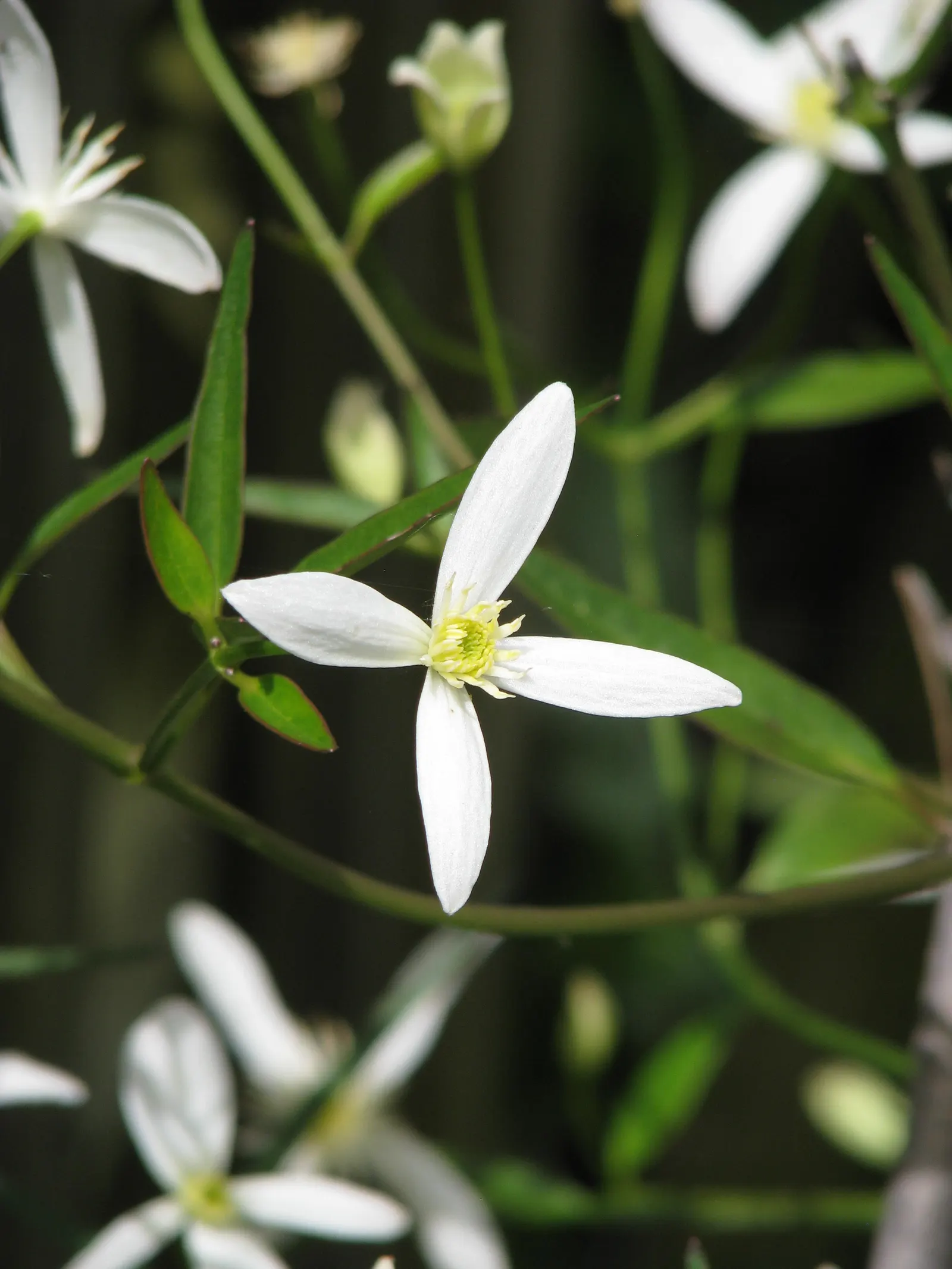 Leatherflower (Clematis Viorna) — This North American native prefers well-drained soil; is an elegant addition to any landscape design, image 126