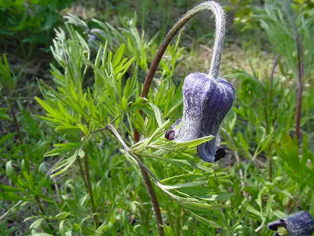 Leatherflower (Clematis Viorna) — The seed heads that follow the blooms offer additional ornamental value; hardy, it's a stunning addition for, image 83