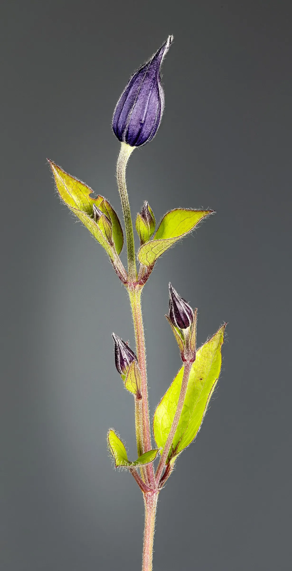 Leatherflower (Clematis Viorna) — It prefers a sunny to partly shaded location with well-draining soil, thriving in USDA zones 4 through 9; its low maintenance