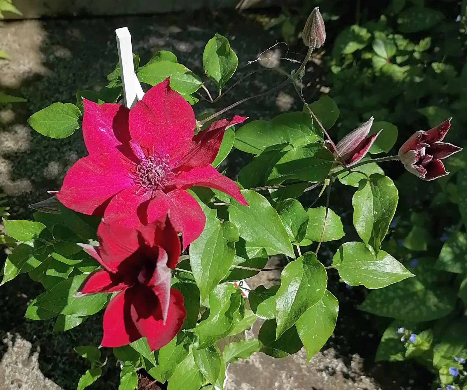 Leatherflower (Clematis Viorna) — moist conditions and benefit from mulching or the shade of low-growing companion plants