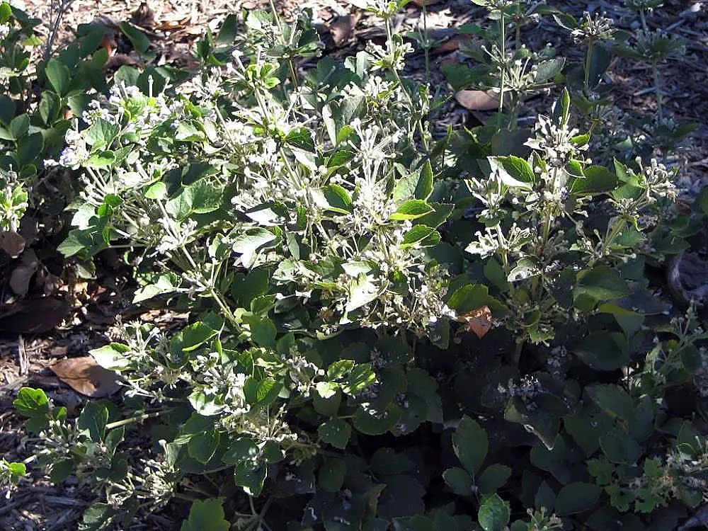 Leatherflower (Clematis Viorna) — features captivating bell-shaped flowers with a leathery texture; leatherflower maintains its shape and vigor, image 102