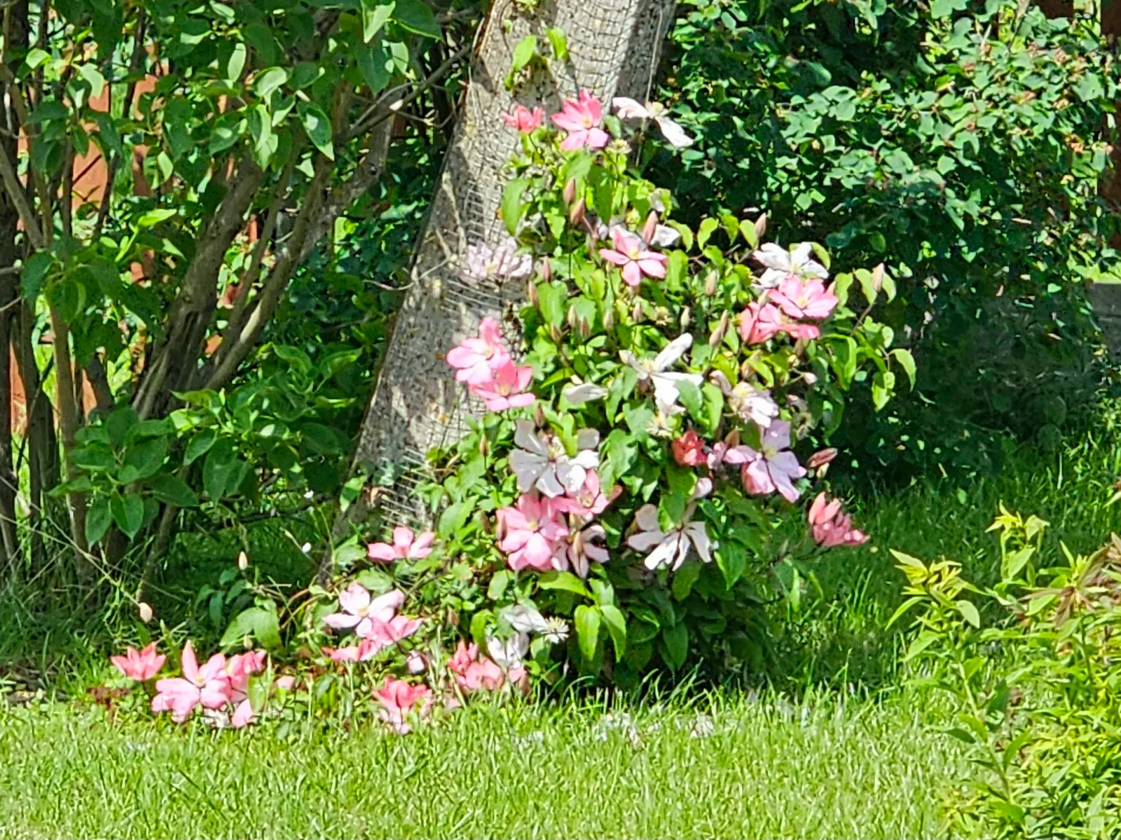 Leatherflower (Clematis Viorna) — lending texture to the winter landscape; clematis viorna is well-suited for trellises