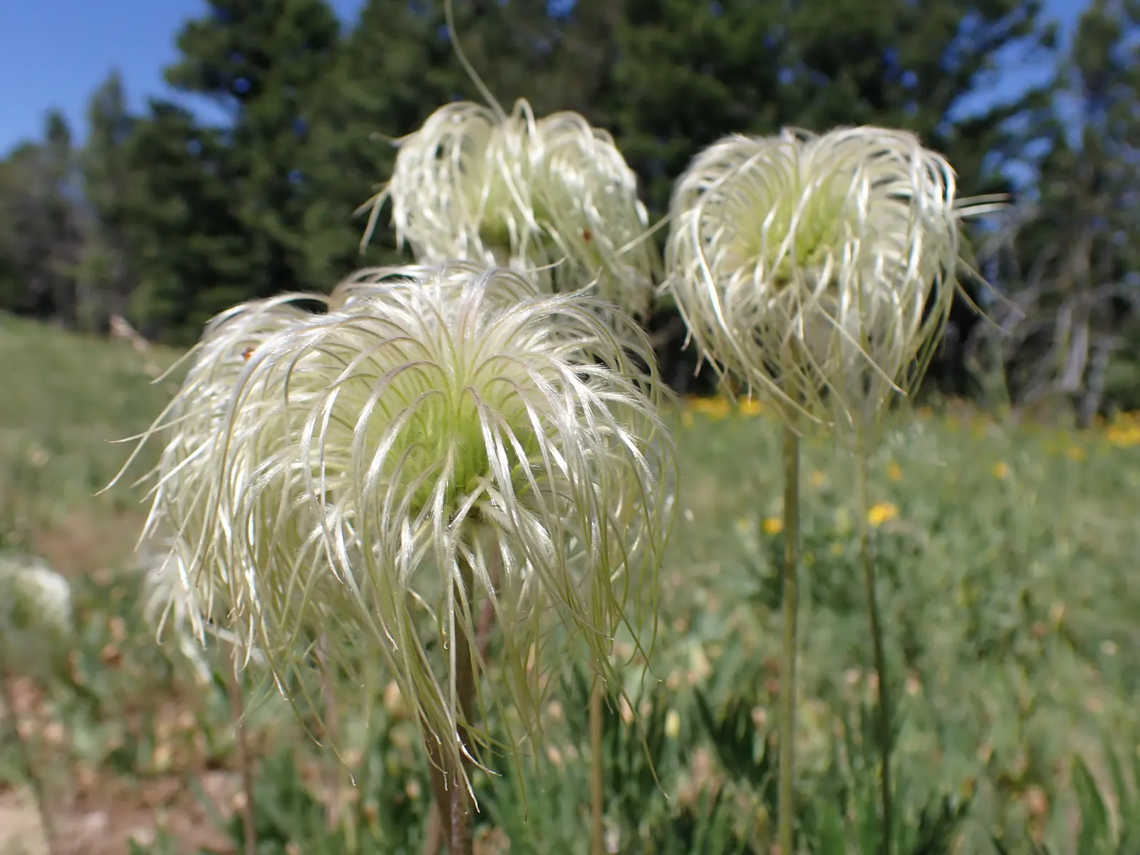 Leatherflower (Clematis Viorna) — making it an excellent choice for vertical interest; moist conditions and benefit from mulching or the shade of, image 106