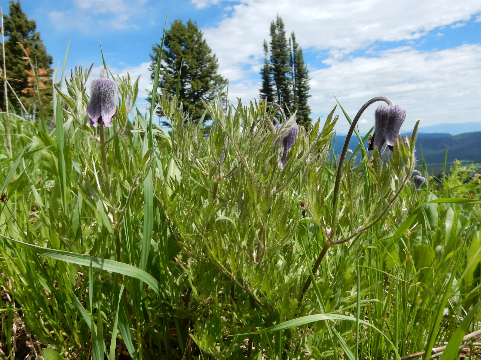 Leatherflower (Clematis Viorna) — vine with lavender and purple blooms; <br><br>With a moderate growth pace, image 119