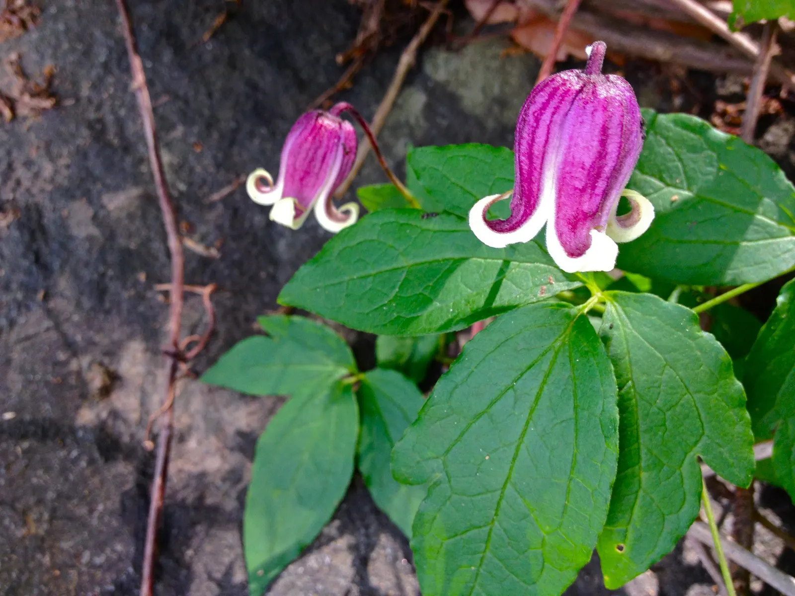 Leatherflower (Clematis Viorna) — is an elegant addition to any landscape design; vine for full or half, image 129