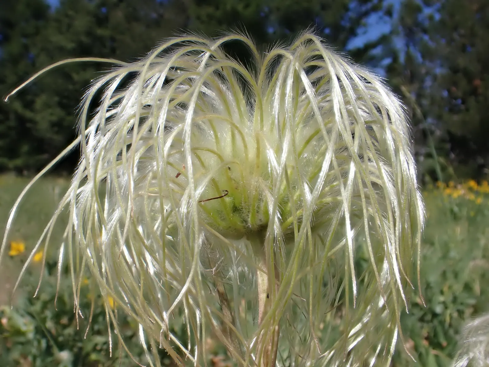 Leatherflower (Clematis Viorna) — Flowers bloom from late spring to early fall; its roots appreciate cool, image 93
