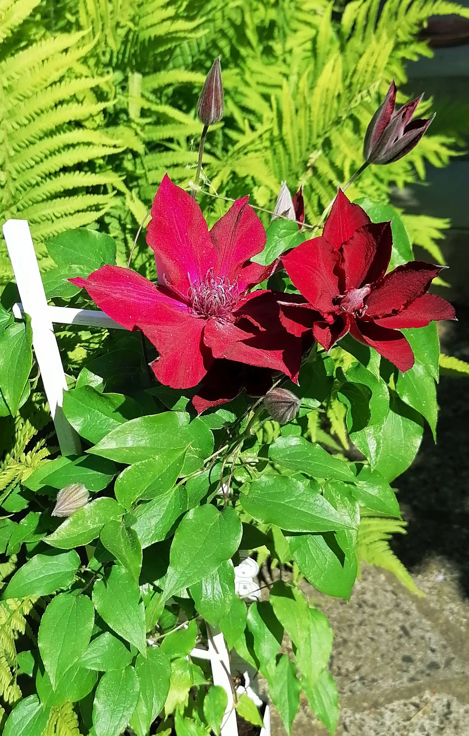 Leatherflower (Clematis Viorna) — moist conditions and benefit from mulching or the shade of low-growing companion plants; offering a unique mix of beauty and